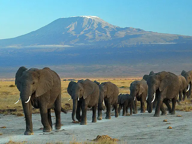 Elephants beneath Mount Kilimanjaro in Amboseli