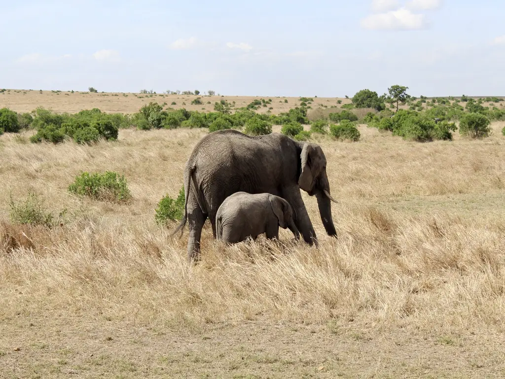 Elephant and calf on open Masai Mara grassland